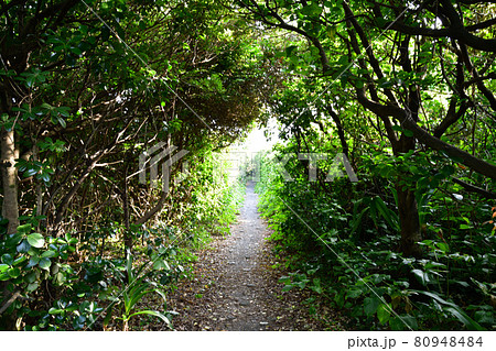 室戸岬より 80948484