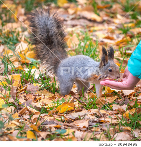 The boy feeds a squirrel with nuts from a hand in the wood 80948498