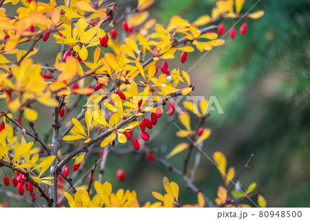 Red berries of barberry on a bush branch close-up. Barberry bush in the autumn garden. Red berries of barberry on a bush branch close-up. Barberry bush in the autumn garden. 80948500