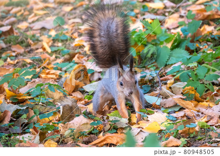 Squirrel in autumn hides nuts on the green grass with fallen yellow leaves 80948505