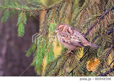 Sparrow sits on a fir branch in the sunset light. Sparrow on a branch in the autumn 80948506