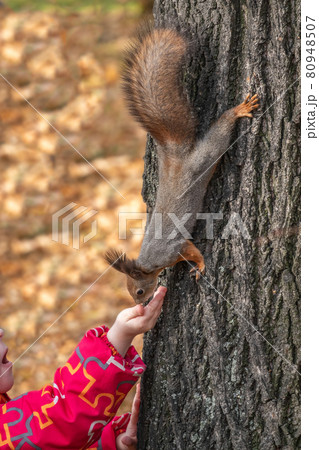 Girl feeds a squirrel with nuts in an autumn park. 80948507