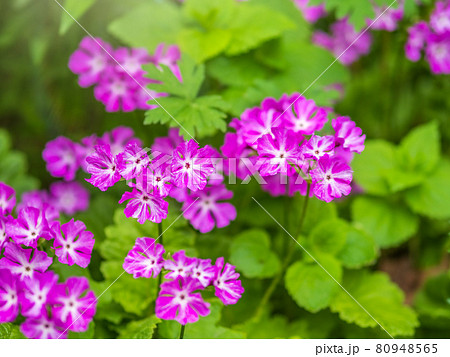 Japanese primrose, Primula sieboldii, Known also as Asiatic primrose and Cortusoides primula. Another scientific name is Primula patens. Japanese primrose, Primula sieboldii, Known also as Asiatic primrose and Cortusoides primula. Another scientific name is Primula patens. 80948565