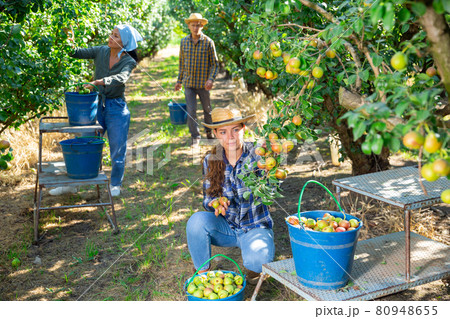 Woman farmer picking ripe pears in orchard Woman farmer picking ripe pears in orchard 80948655