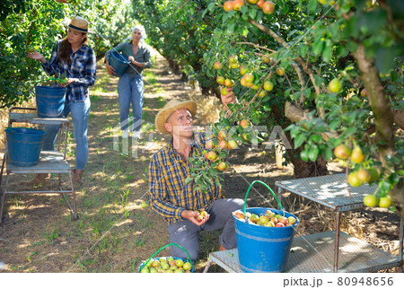 Three workers picking pears 80948656