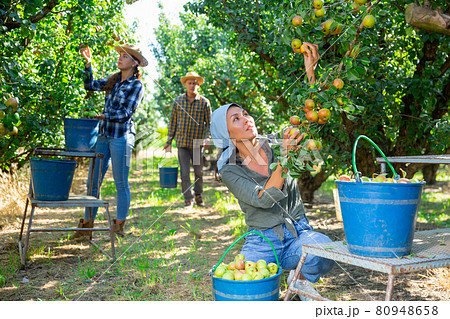Female farmer picking ripe pears in orchard Female farmer picking ripe pears in orchard 80948658