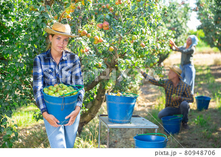Girl, man and woman harvesting pears Girl, man and woman harvesting pears 80948706