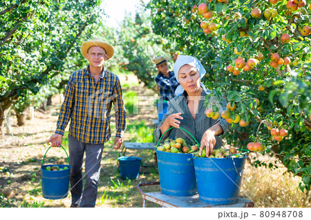 Focused farmers picking ripe pears in orchard 80948708