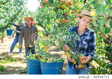 Young woman gathering harvest of ripe pears Young woman gathering harvest of ripe pears 80948712