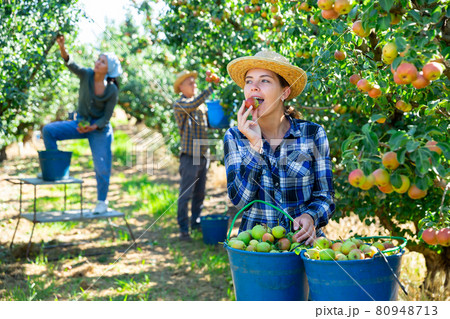 Three workers picking pears Three workers picking pears 80948713