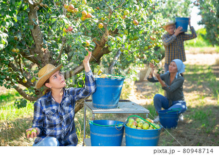 Group of people picking pears Group of people picking pears 80948714