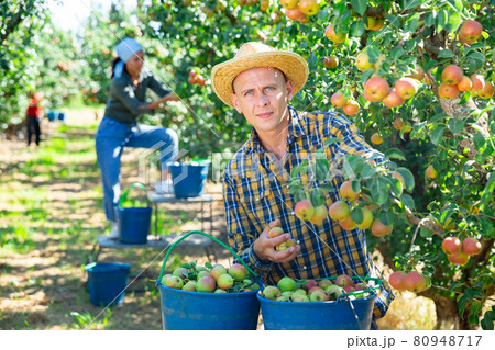 Man and woman harvesting pears Man and woman harvesting pears 80948717