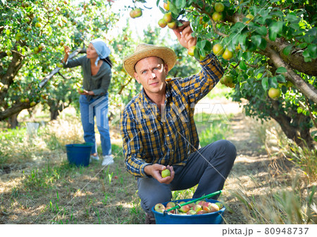 Two workers picking pears from trees 80948737