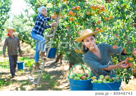 Asian female gathering harvest of pears at orchard Asian female gathering harvest of pears at orchard 80948743