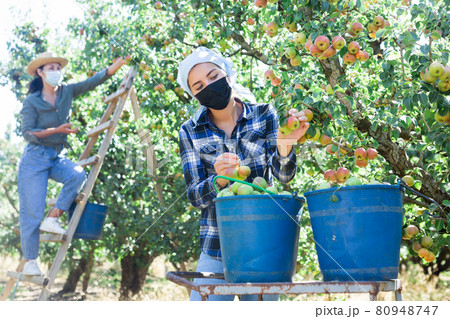 Young female gardener in mask harvesting pears 80948747