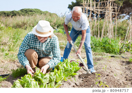 Mature woman gardener working at land with lettuce, man cultivate land 80948757