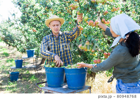 Two workers picking pears from trees Two workers picking pears from trees 80948768