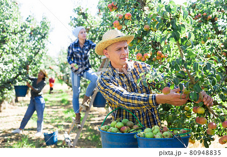Three workers picking pears 80948835