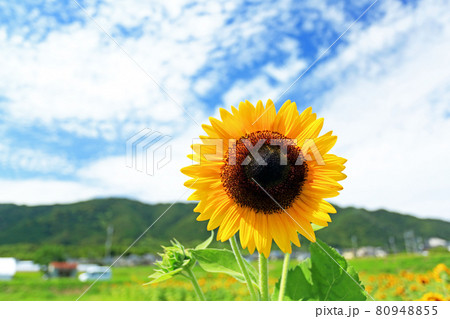 夏の青空に咲き誇るひまわり 夏の青空に咲き誇るひまわり 80948855