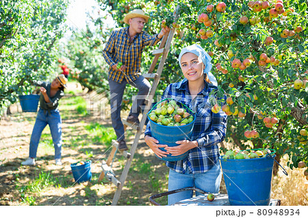 Three workers picking pears Three workers picking pears 80948934