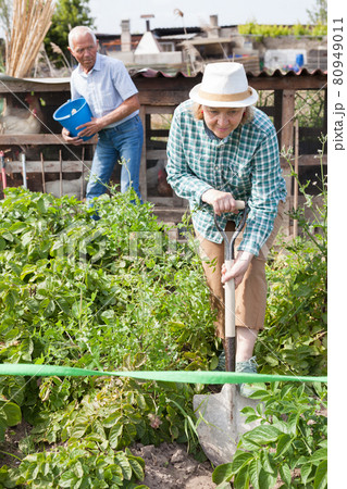 Senior woman is dripping harvest of potatoes by shovel in garden outdoor Senior woman is dripping harvest of potatoes by shovel in garden outdoor 80949011