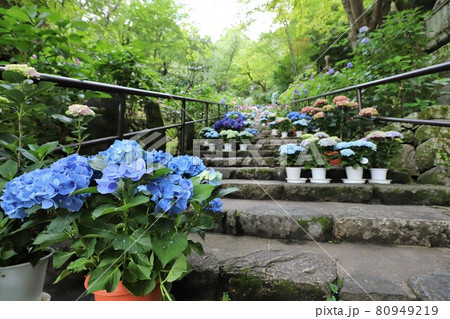 奈良　長谷寺のあじさい 80949219