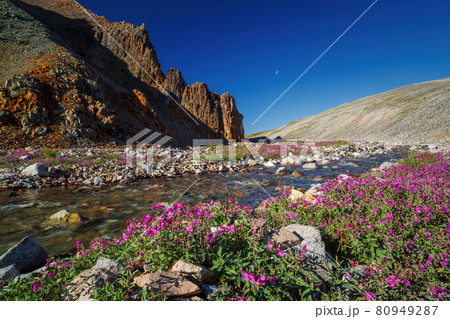Beautiful summer arctic landscape 80949287