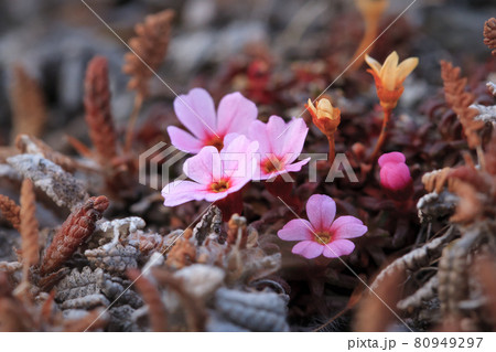 Silene acaulis, known as moss campion or cushion pink Silene acaulis, known as moss campion or cushion pink 80949297