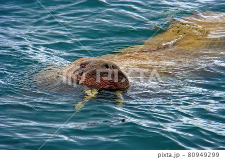 Walrus in the water. Chukotka, Russia. 80949299