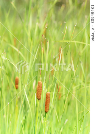 穂先のある緑の草の中に茶褐色の綿毛のお花をつける蒲の花の写真素材