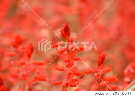 山田池公園 80949644