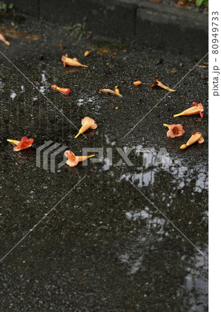 雨で散ったオレンジ色のアメリカノウゼンカズラの花の写真素材