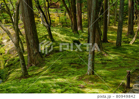 京都 西芳寺(苔寺) 京都 西芳寺(苔寺) 80949842