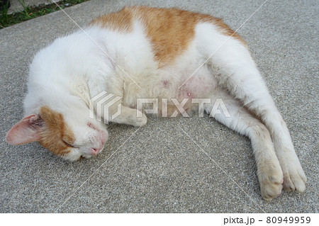メスの野良猫 80949959