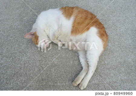 メスの野良猫 メスの野良猫 80949960