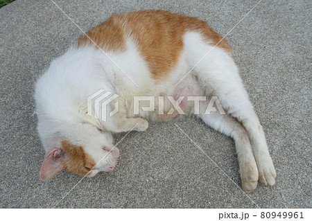 メスの野良猫 80949961