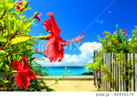 沖縄のイメージ　青い海と青い空と真っ赤なハイビスカス 80950579