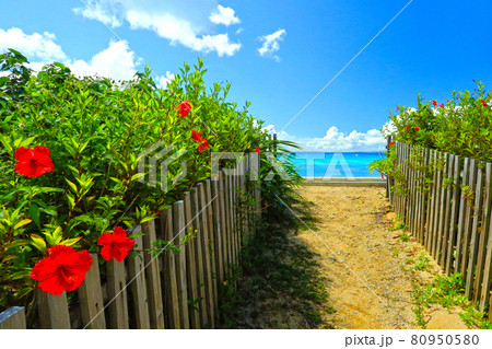 沖縄のイメージ 青い海と青い空と真っ赤なハイビスカス 沖縄のイメージ 青い海と青い空と真っ赤なハイビスカス 80950580