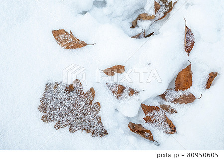 蒜山高原　雪と落葉 80950605