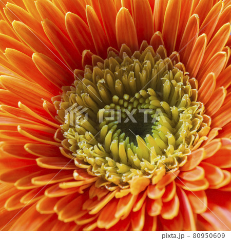 Macro photo: : Colorful flower paintings Macro photo: : Colorful flower paintings 80950609