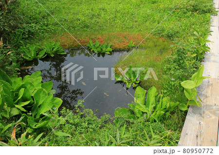 栂池自然園 長野県 栂池自然園 長野県 80950772