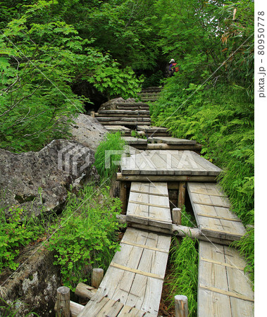 栂池自然園 長野県 栂池自然園 長野県 80950778