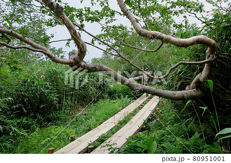 栂池自然園 長野県 栂池自然園 長野県 80951001