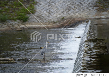 鴨川の蒼鷺 鴨川の蒼鷺 80951649
