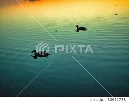 新潟県阿賀野市  瓢湖の朝焼け 新潟県阿賀野市  瓢湖の朝焼け 80951728