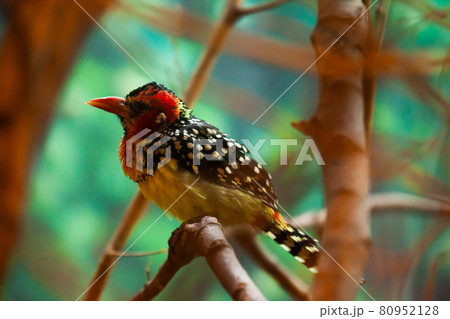 Red and Yellow Barbet sitting on branch in park 80952128
