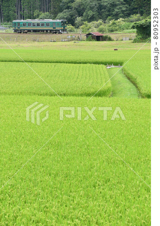 水田越しに走る信楽高原鐵道の列車 水田越しに走る信楽高原鐵道の列車 80952303