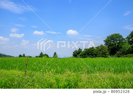夏の田園風景【奈良県明日香村】 夏の田園風景【奈良県明日香村】 80952326