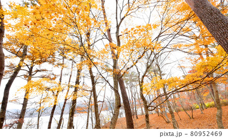 山中湖畔の紅葉 山中湖畔の紅葉 80952469
