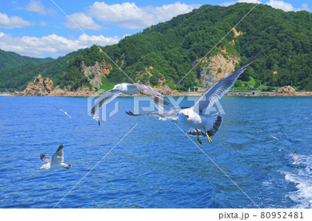 笹川流れのカモメ、村上市、新潟県、日本 80952481